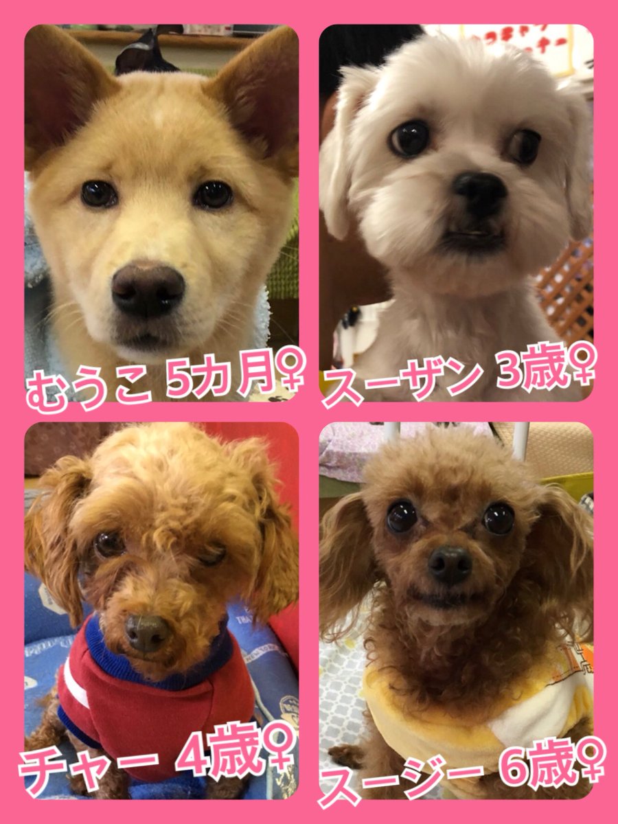 🐾今日の里親様募集中ワンコ🐶メンバーです🐾2020,1,19